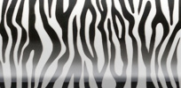 Zebra - Black
